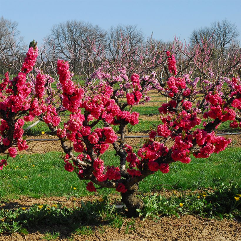 Nektarine Garden Beauty - Prunus persica (Wuchs)