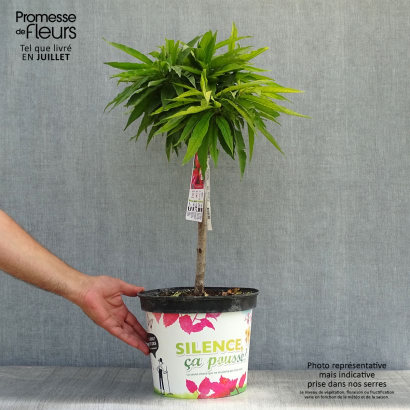 Exemplar von Nektarine Garden Beauty - Prunus persica Topf mit 6L/7L, 1/4 Stängel wie im Sommer geliefert