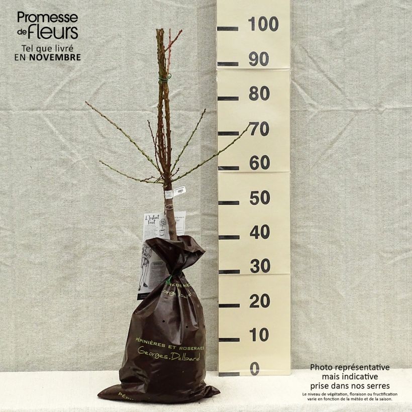 Exemplar von Nektarine Nectarella 'Zaidulab' - Prunus persica Plug "Fertig-zum-Pflanzen", 1/4 Stängel wie im Herbst geliefert