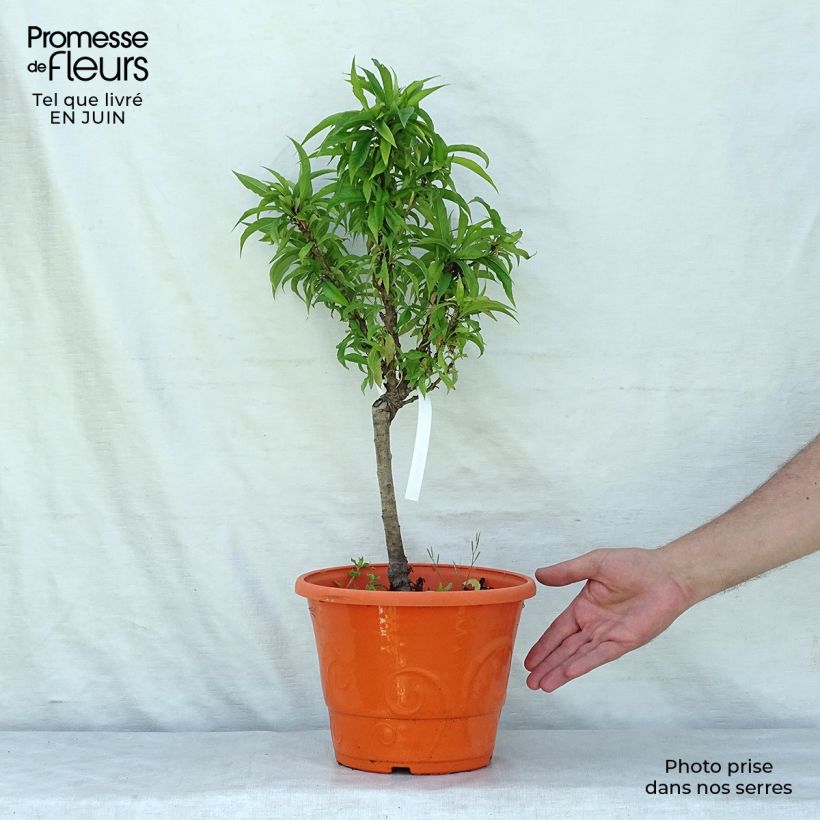 Exemplar von Zwerg-Nektarine Snow Baby Zaisno - Prunus persica Topf mit 7,5L/10L, 1/4 Stängel wie im Sommer geliefert