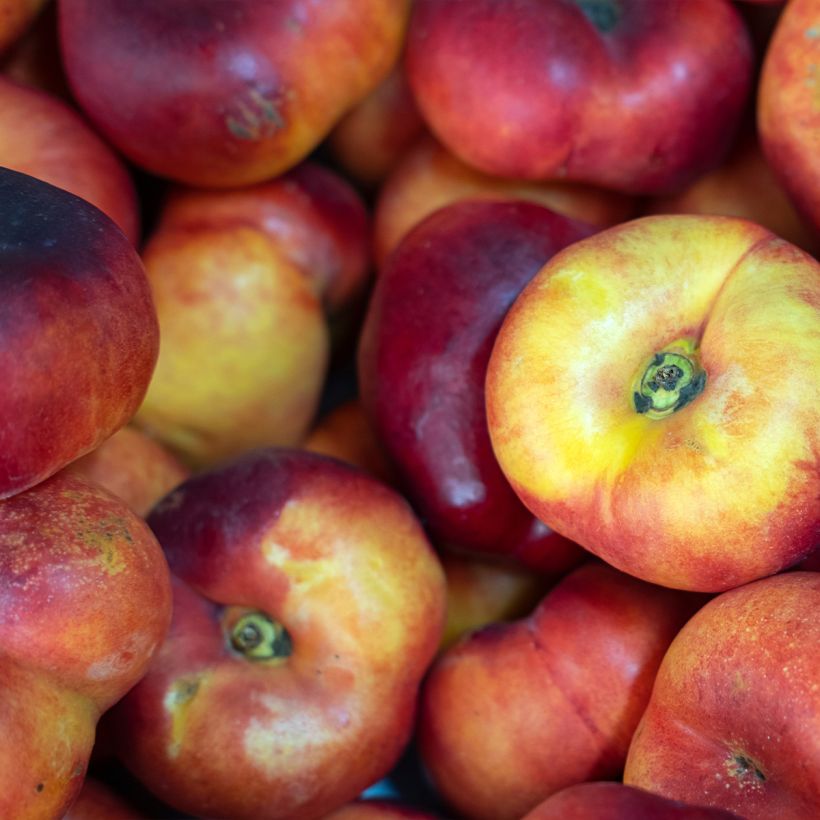 Nektarine Plat - Prunus persica nucipersica (Ernte)