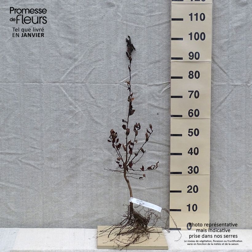 Exemplar von Echte Mispel - Mespilus germanica Wurzelnackt wie im Winter geliefert