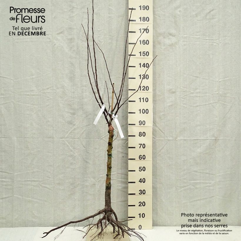 Exemplar von Echte Mispel - Mespilus germanica Wurzelnackt, Gobelet-Form wie im Winter geliefert