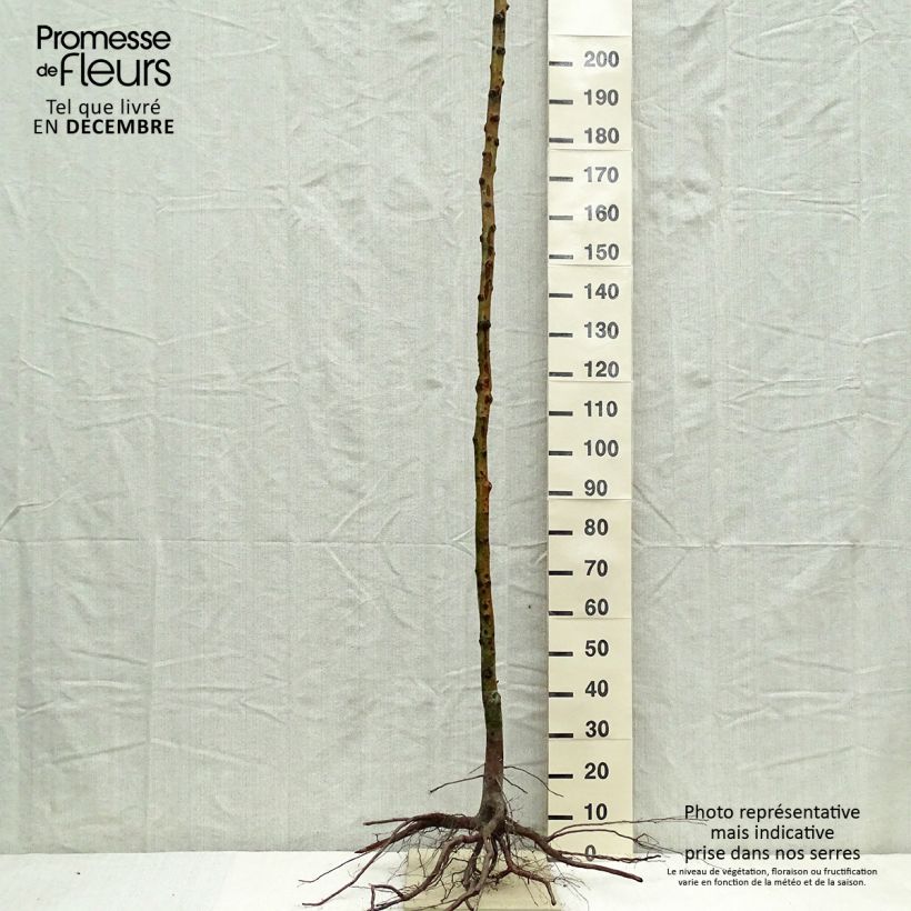 Exemplar von Echte Mispel - Mespilus germanica Wurzelnackt, Hochstamm wie im Winter geliefert