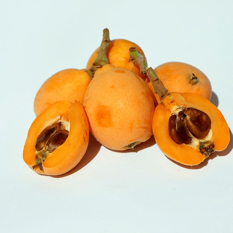 Japanische Wollmispel Argelino - Eriobotrya japonica (Harvest)