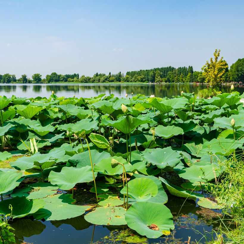 Nelumbo nucifera Stellar White - Indische Lotosblume (Laub)
