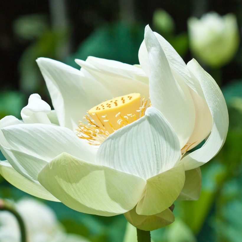 Nelumbo nucifera Stellar White - Indische Lotosblume (Blüte)