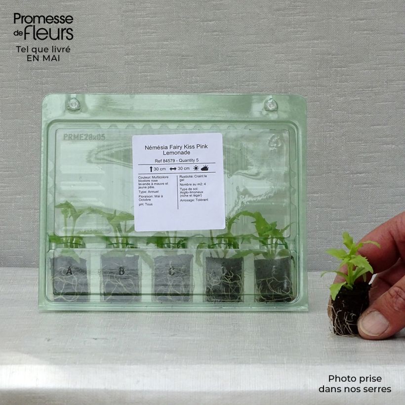 Example of Nemesia Pink Lemonade Mini-Plug Ø 1,5/2,5 cm as you get in printemps