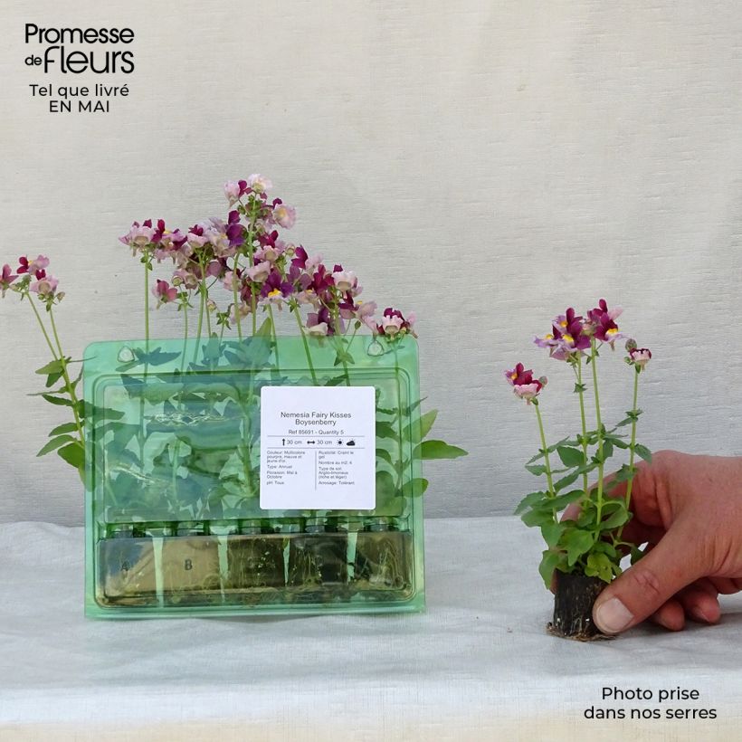 Example of Nemesia Fairy Kisses Boysenberry Mini-Plug Ø 1,5/2,5 cm as you get in printemps