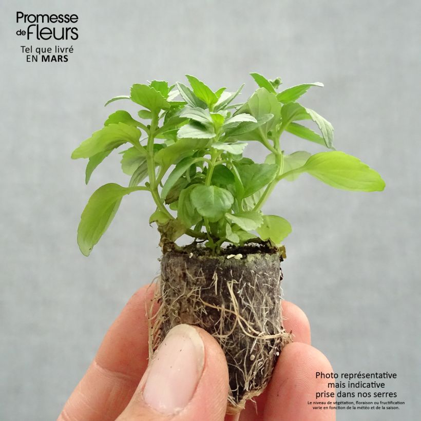 Exemplar von Nemesia Fairy Kisses Citrine Mini-Plug Ø 3/4 cm wie im Frühjahr geliefert