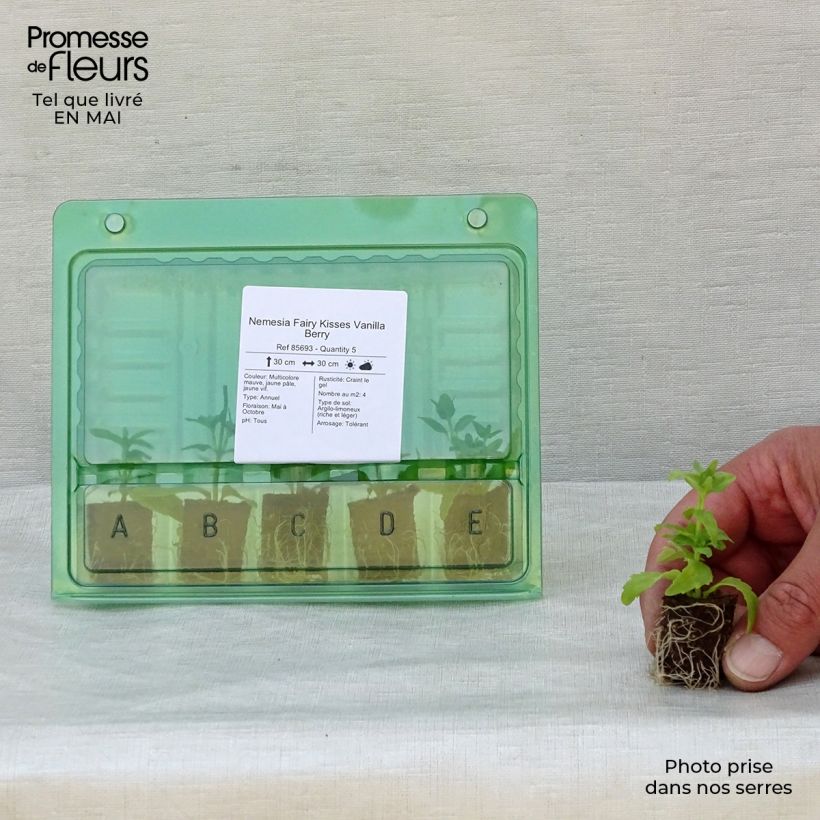Exemplar von Nemesia Fairy Kisses Vanilla Berry Mini-Plug Ø 1,5/2,5 cm wie im Frühjahr geliefert