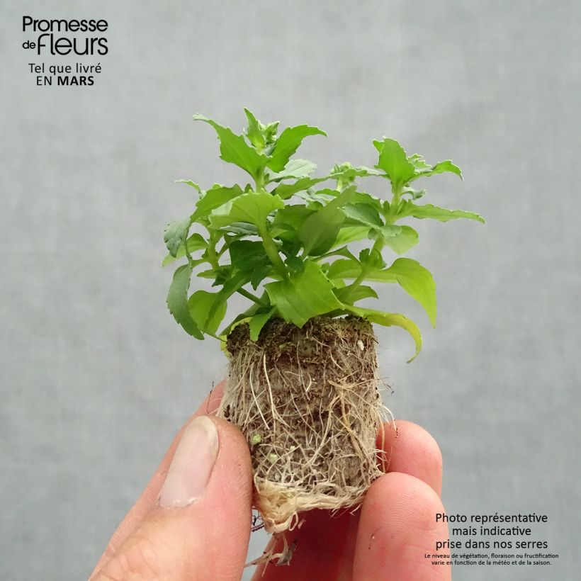 Example of Nemesia Honey White Mini-Plug Ø 1,5/2,5 cm as you get in printemps