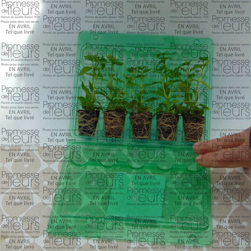 Beispiel eines Exemplars von Nemesia Karoo White Mini-Plug Ø 3/4 cm wie geliefert