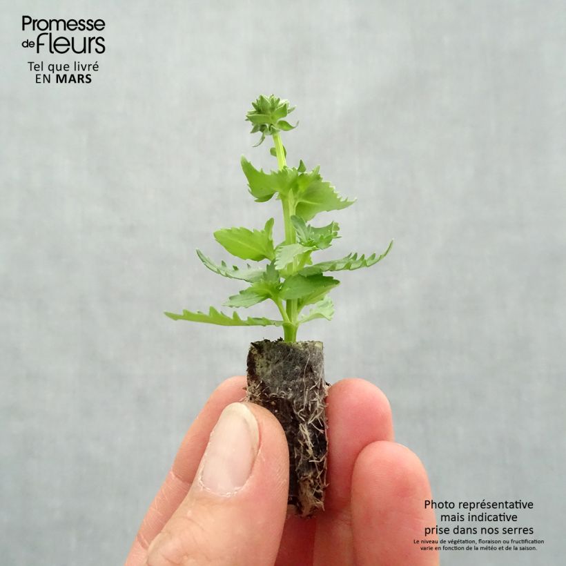 Exemplar von Nemesia hybrida Nesia Burgundy Mini-Plug Ø 1,5/2,5 cm wie im Frühjahr geliefert