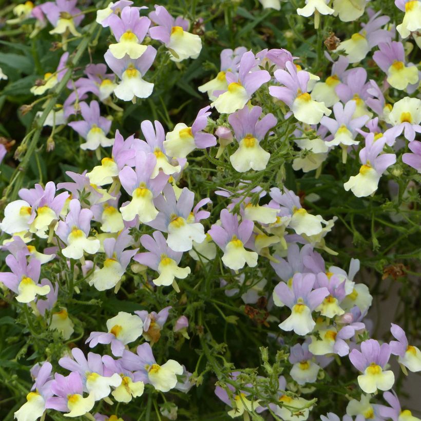 Nemesia Pink Lemonade (Flowering)
