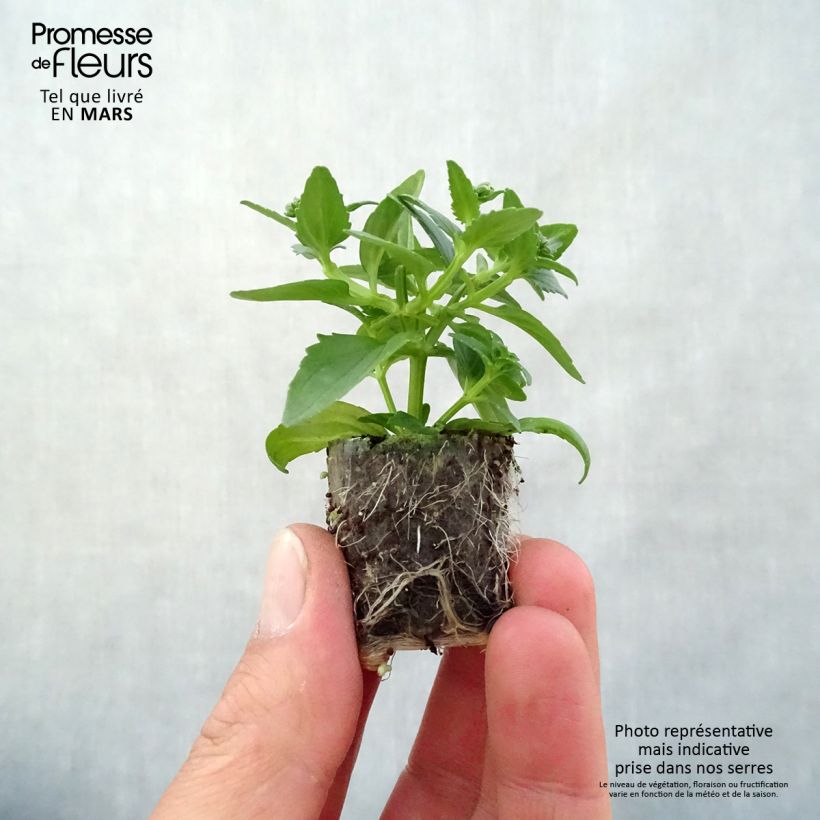 Example of Nemesia Honey White Mini-Plug Ø 3/4 cm as you get in printemps