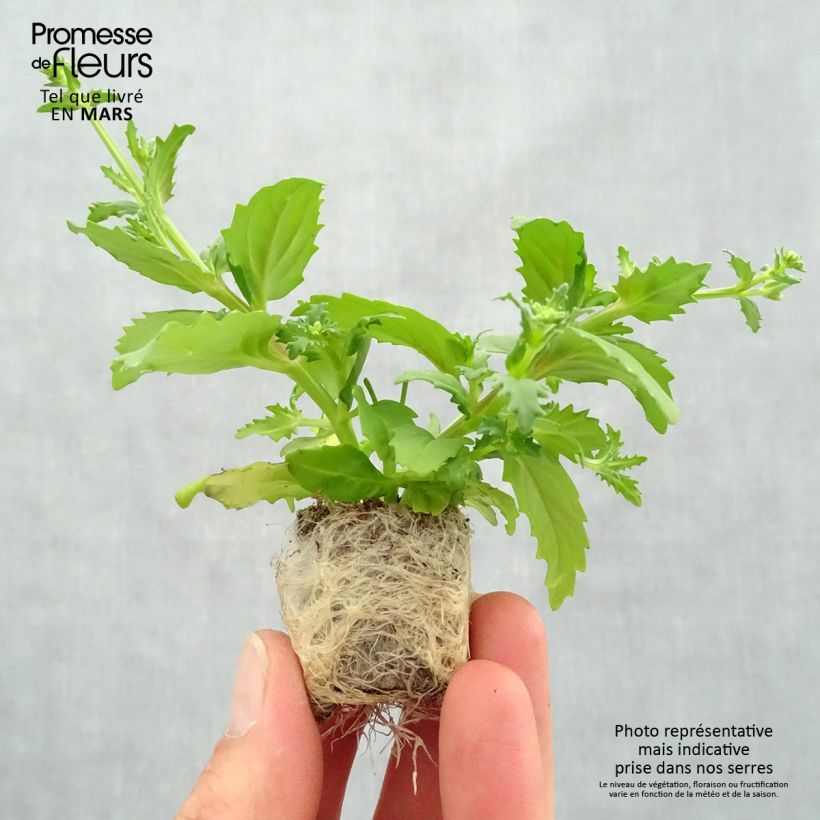 Exemplar von Nemesia strumosa Sunsatia Cherry On Ice Mini-Plug Ø 3/4 cm wie im Frühjahr geliefert