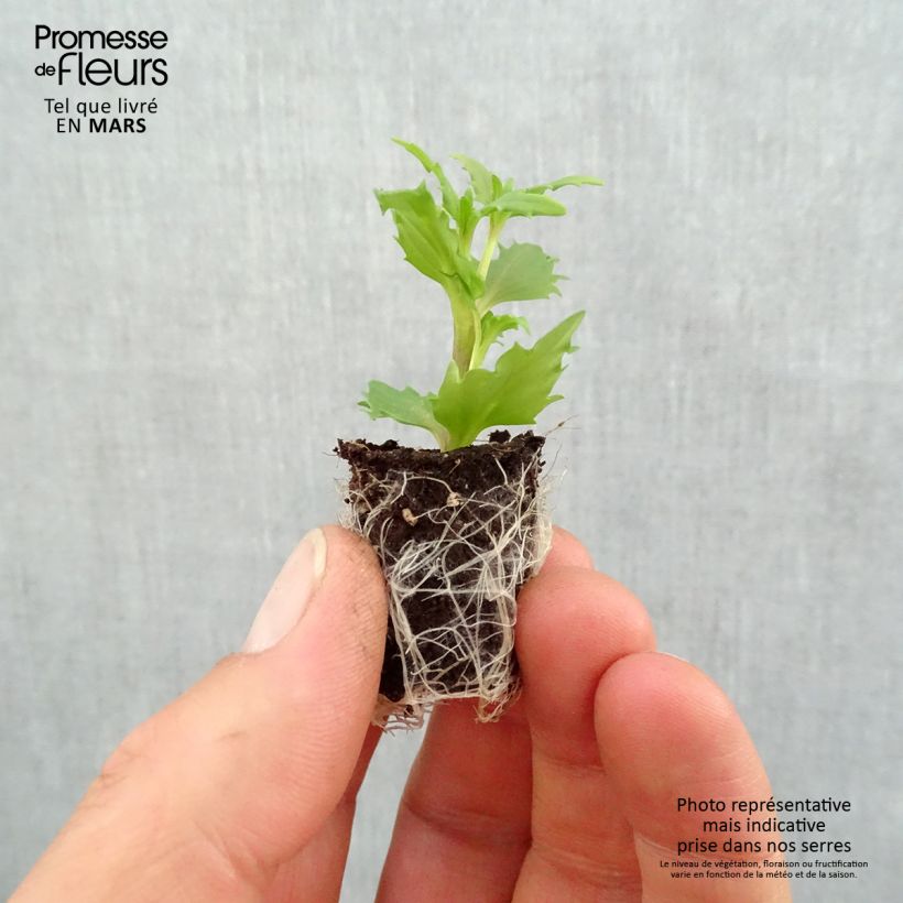 Exemplar von Nemesia strumosa Sunsatia Anona Mini-Plug Ø 1,5/2,5 cm wie im Frühjahr geliefert