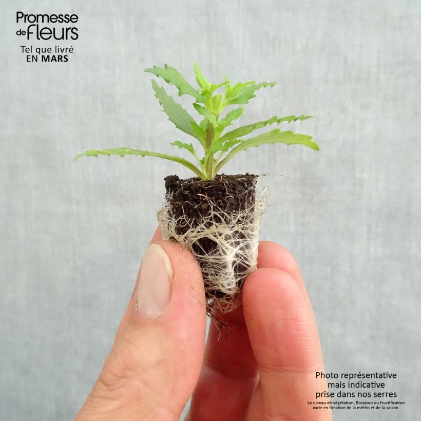 Example of Nemesia strumosa Sunsatia Plus Little Vanilla Mini-Plug Ø 1,5/2,5 cm as you get in printemps