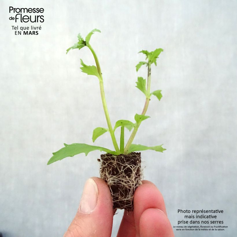 Example of Nemesia strumosa Sunsatia Plus Lychee Mini-Plug Ø 3/4 cm as you get in printemps