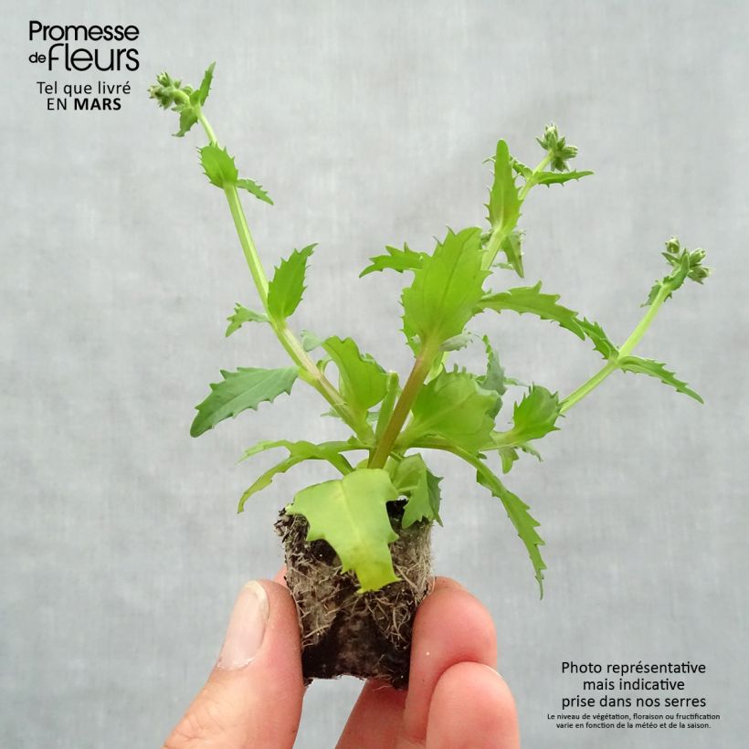 Exemplar von Nemesia strumosa Sunsatia Plus Strawberry Mini-Plug Ø 3/4 cm wie im Frühjahr geliefert