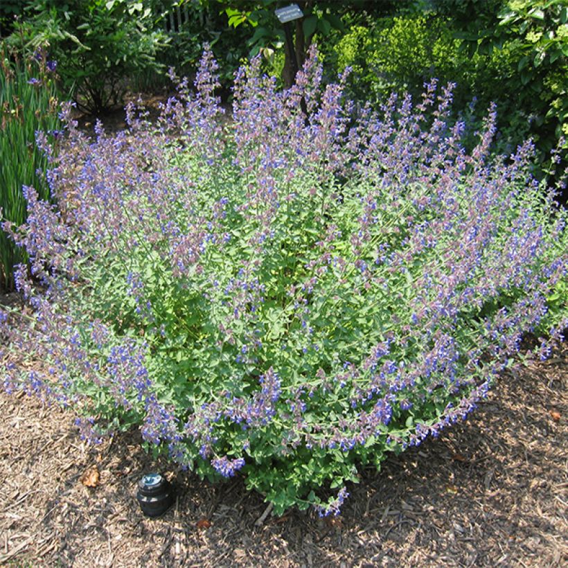Katzenminze Blue Dragon - Nepeta (Wuchs)