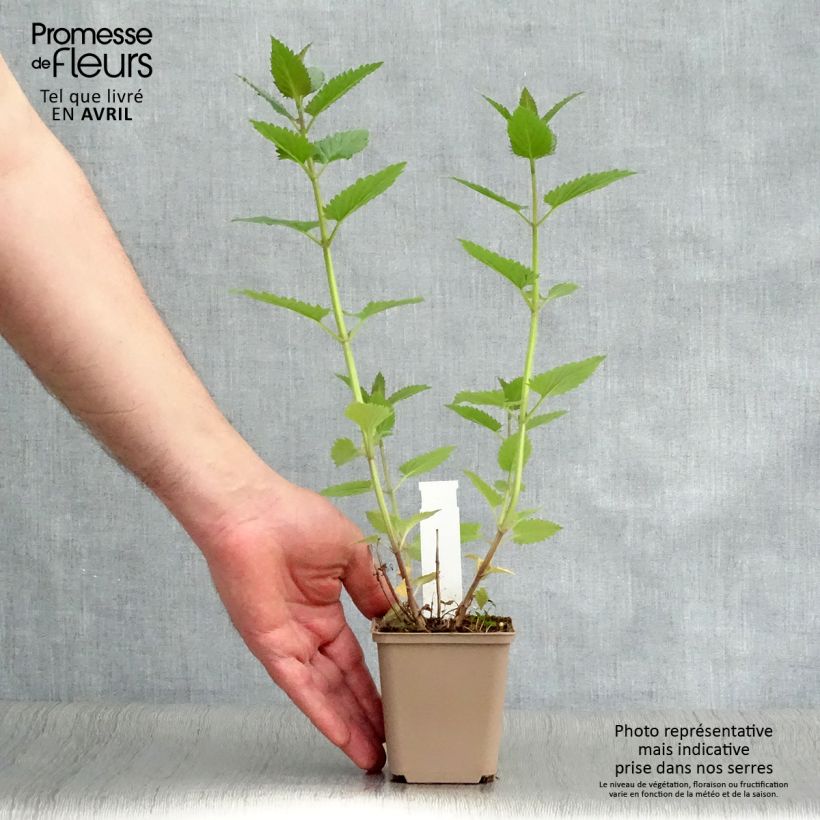 Exemplar von Katzenminze Blue Dragon - Nepeta Kleine Töpfe von 8/9 cm wie im Frühjahr geliefert