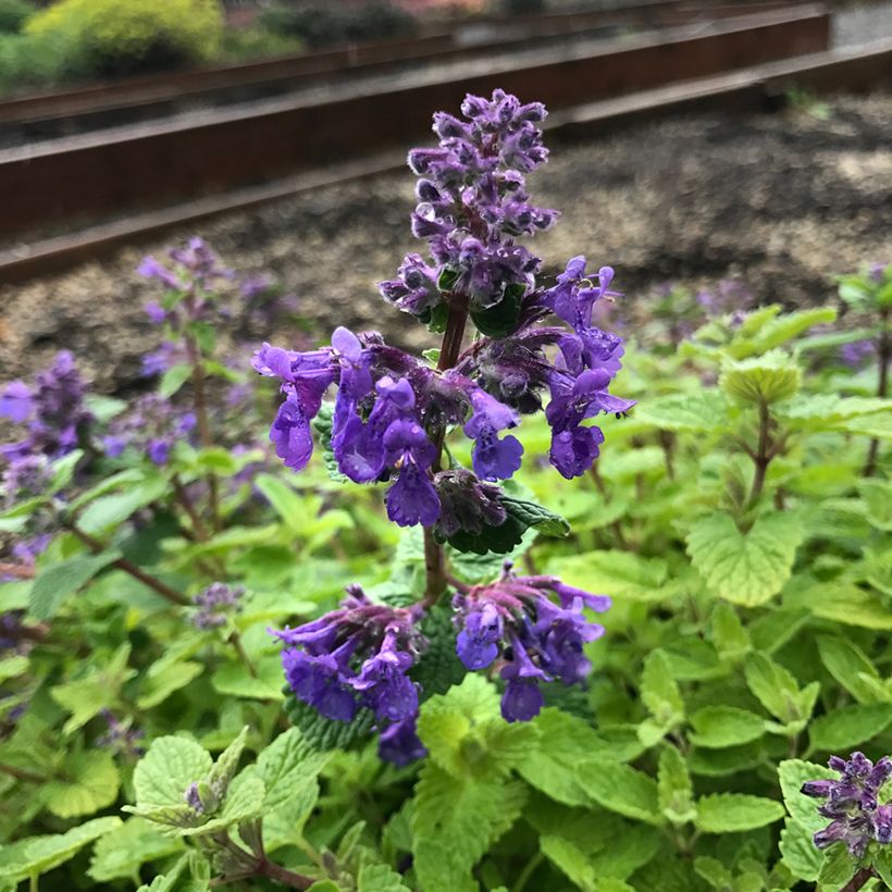 Nepeta Nova Blue - Népéta hybride (Blüte)