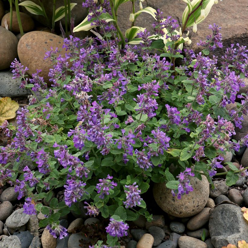 Nepeta Nova Blue - Népéta hybride (Wuchs)