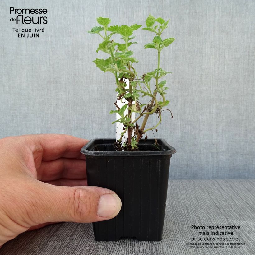 Exemplar von Echte Katzenminze Citriodora - Nepeta cataria Kleine Töpfe von 8/9 cm wie im Sommer geliefert