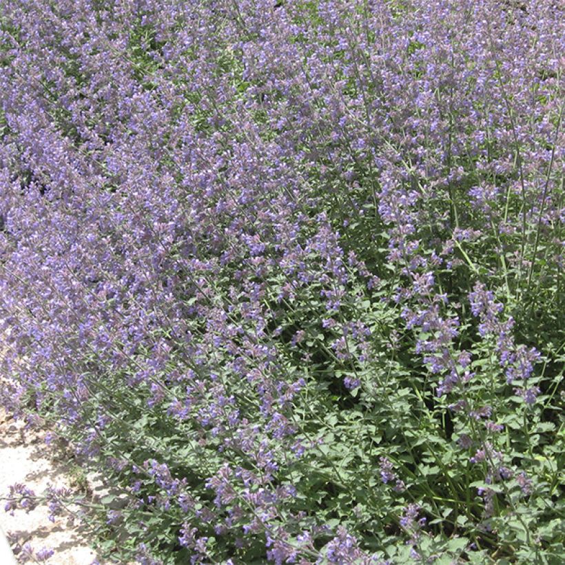 Katzenminze - Nepeta faassenii (Wuchs)