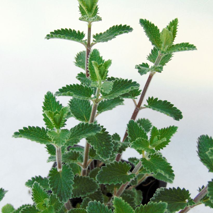 Katzenminze Cat's Meow - Nepeta faassenii (Foliage)