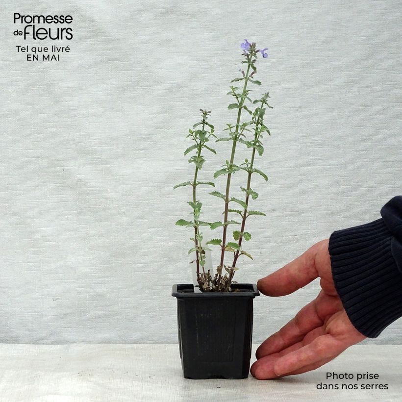 Example of Katzenminze Cat's Meow - Nepeta faassenii Kleine Töpfe von 8/9 cm as you get in printemps