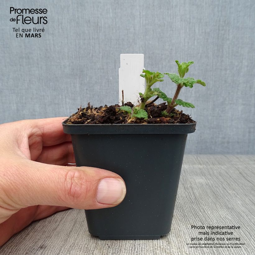 Example of Katzenminze Cat's Pajamas - Nepeta faassenii Kleine Töpfe von 8/9 cm as you get in printemps