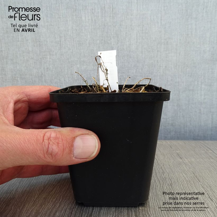 Exemplar von Katzenminze - Nepeta faassenii Kleine Töpfe von 8/9 cm wie im Frühjahr geliefert