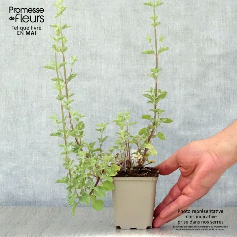 Example of Katzenminze Six Hills Gold - Nepeta faassenii Kleine Töpfe von 8/9 cm as you get in printemps