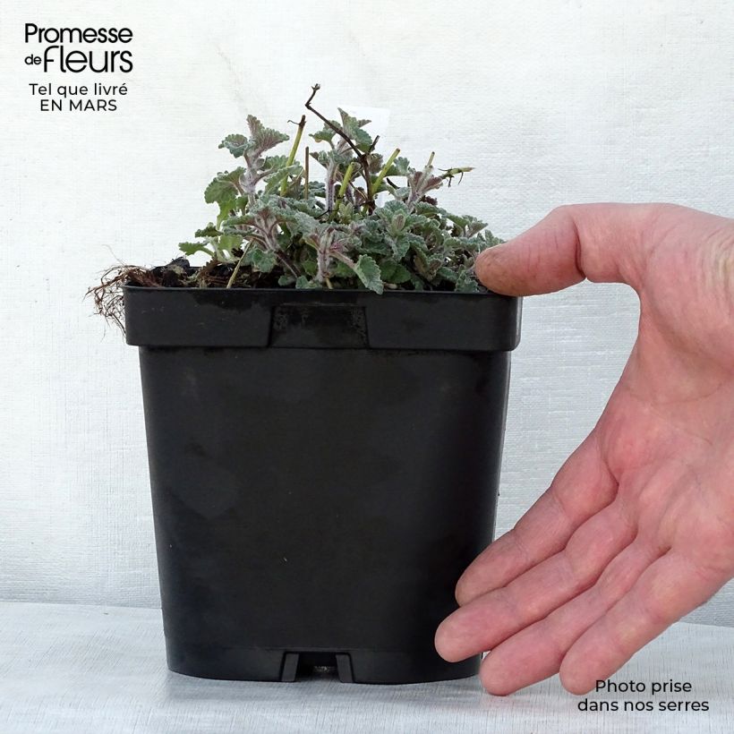 Example of Katzenminze Walker's Low - Nepeta faassenii Topf mit 2L/3L as you get in printemps