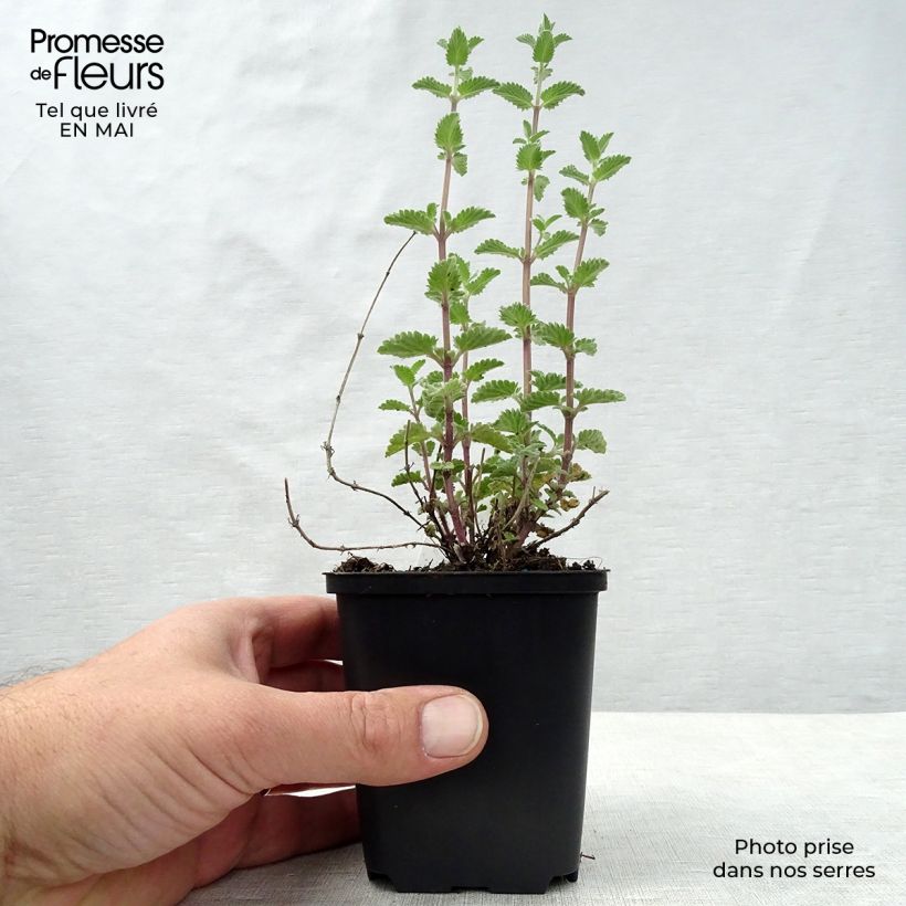 Example of Katzenminze Walker's Low - Nepeta faassenii Kleine Töpfe von 8/9 cm as you get in printemps