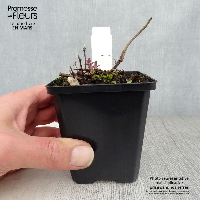 Example of Großblütige Katzenminze Bramdean - Nepeta grandiflora Kleine Töpfe von 8/9 cm as you get in printemps