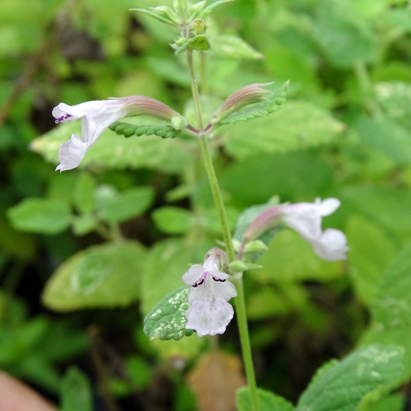 Großblütige Katzenminze Dawn to Dusk - Nepeta grandiflora (Flowering)