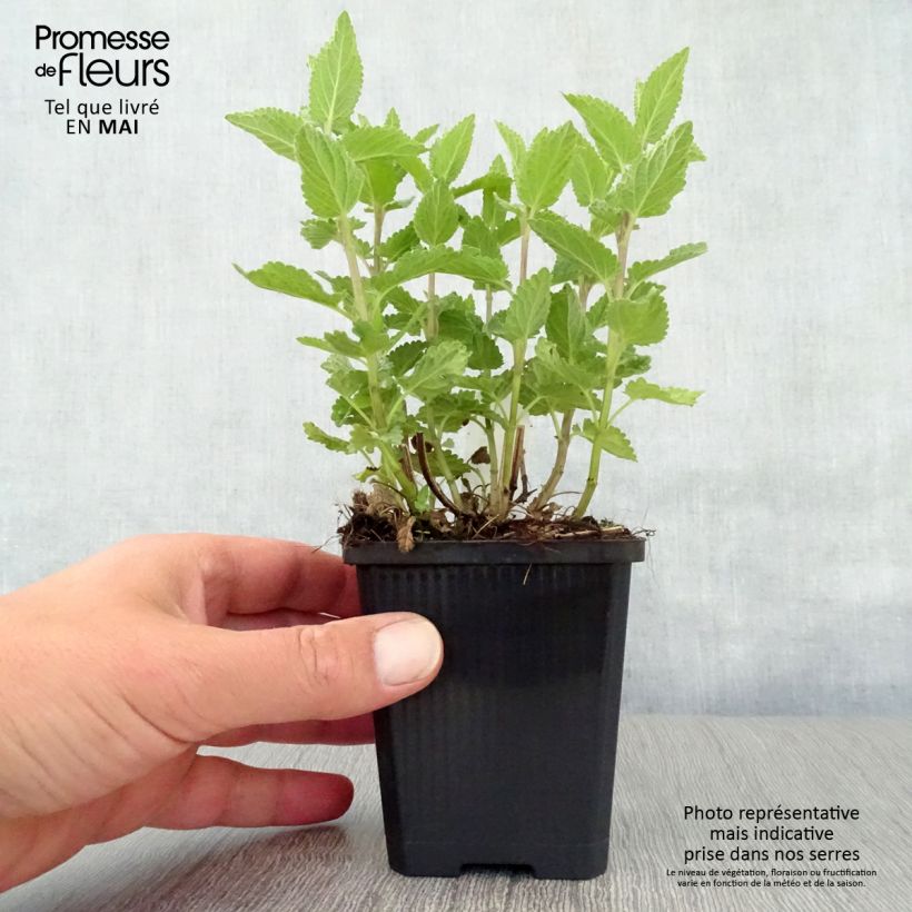 Example of Großblütige Katzenminze Dawn to Dusk - Nepeta grandiflora Kleine Töpfe von 8/9 cm as you get in printemps