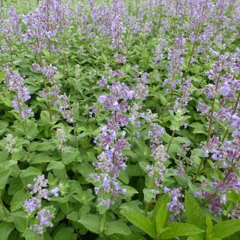 Großblütige Katzenminze Summer Magic - Nepeta grandiflora (Foliage)
