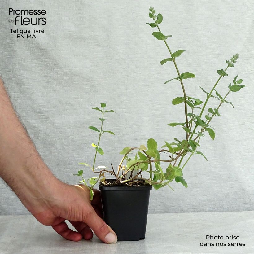 Example of Großblütige Katzenminze Summer Magic - Nepeta grandiflora Kleine Töpfe von 8/9 cm as you get in printemps