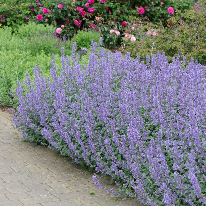 Großblütige Katzenminze Summer Magic - Nepeta grandiflora (Plant habit)