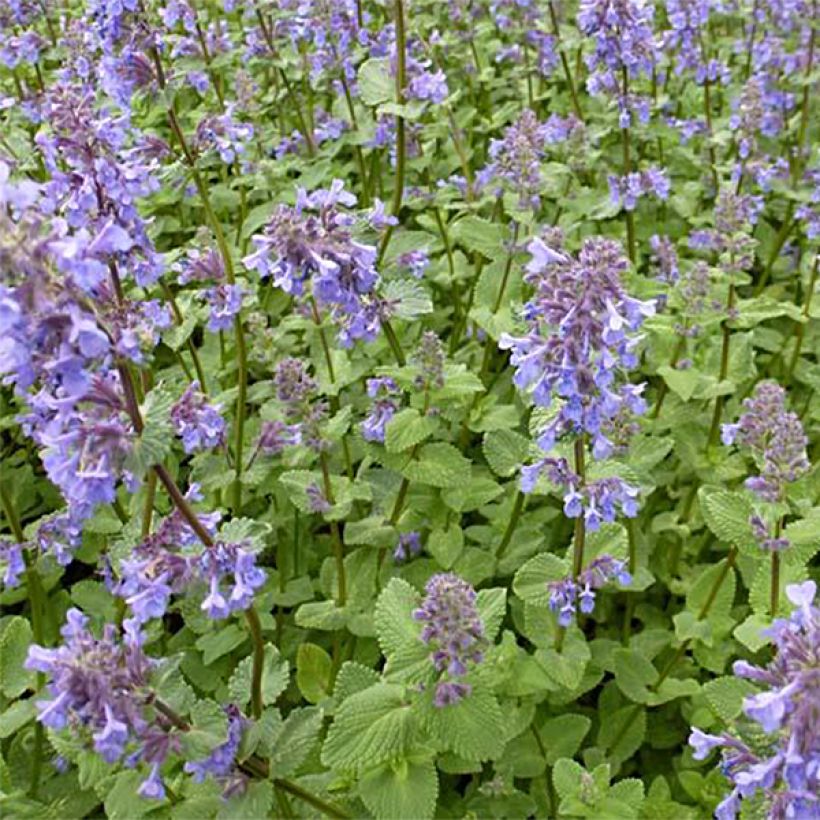 Großblütige Katzenminze Zinser's Giant - Nepeta grandiflora (Wuchs)