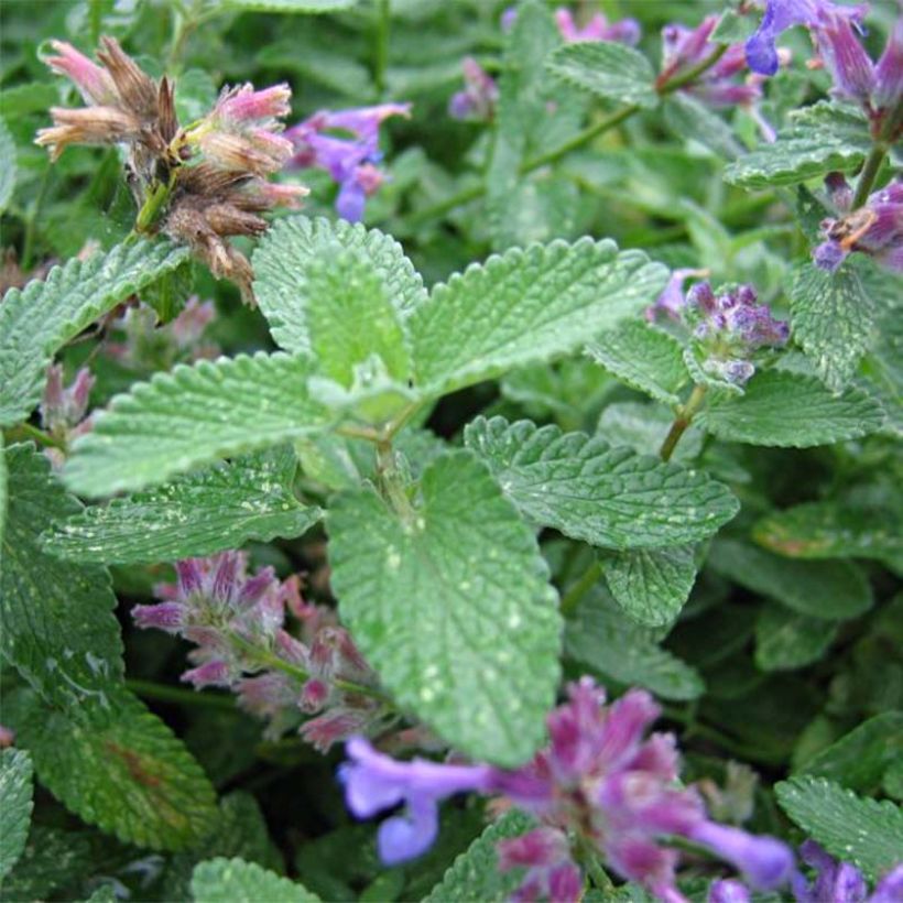 Trauben-Katzenminze - Nepeta mussini (Foliage)
