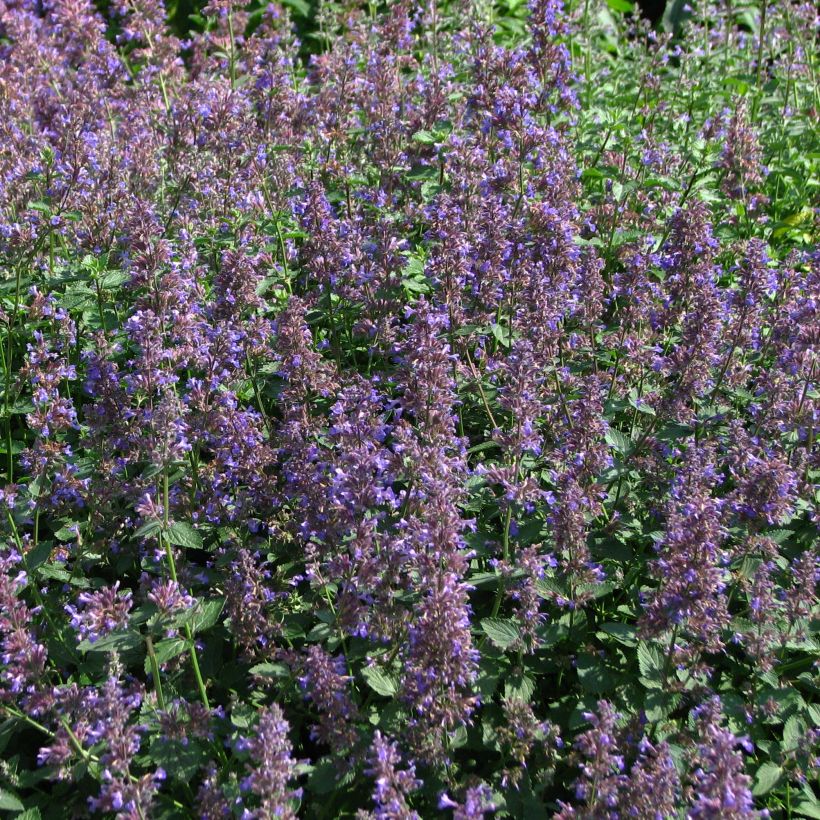 Trauben-Katzenminze - Nepeta mussini (Flowering)