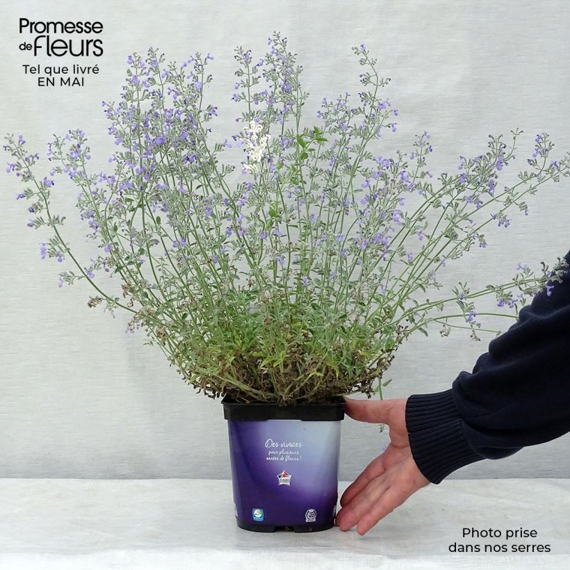 Example of Trauben-Katzenminze - Nepeta mussini Topf mit 2L/3L as you get in printemps