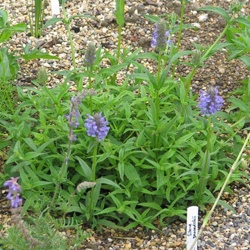Geaderte Katzenminze - Nepeta nervosa (Wuchs)