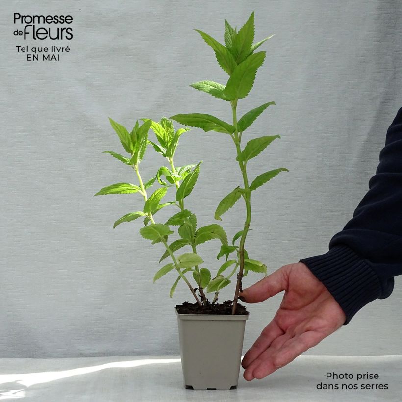 Example of Geaderte Katzenminze Neptune - Nepeta nervosa Kleine Töpfe von 8/9 cm as you get in printemps